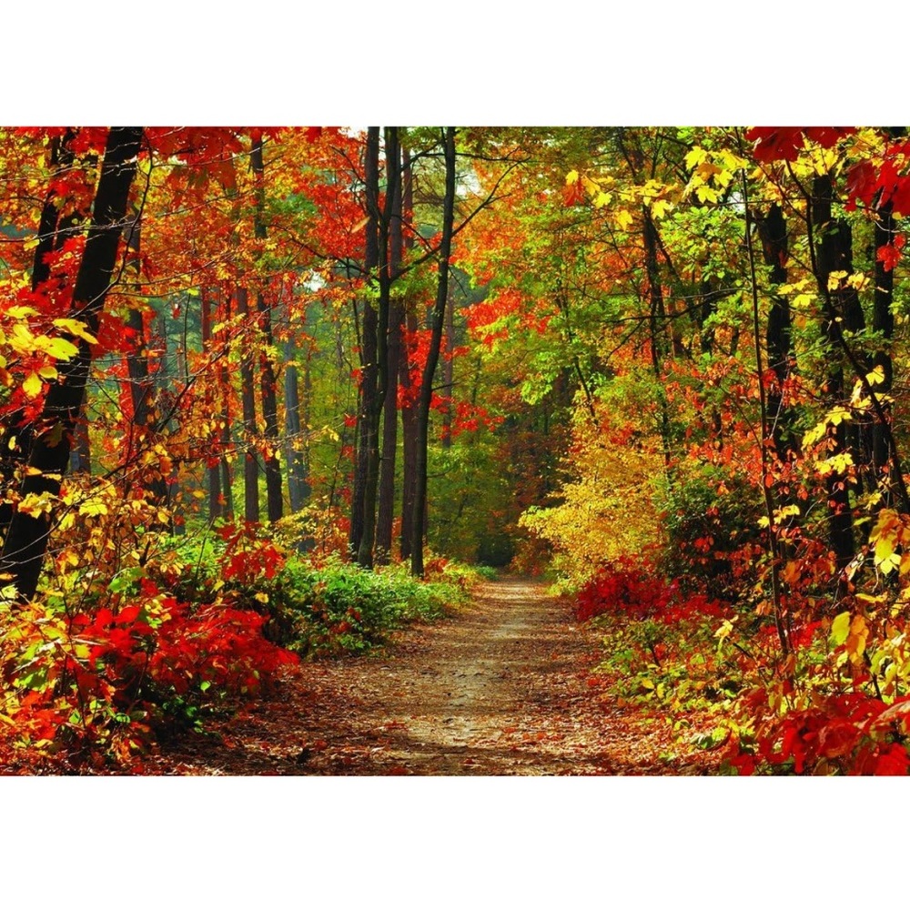 Fall Photo Backdrop